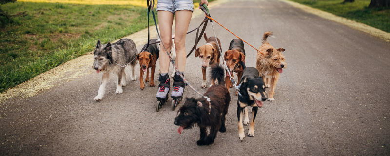 Qu’est-ce qu’un Pet Sitter ?