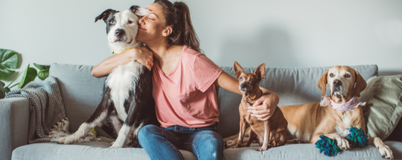 Comment devenir pet sitter ?