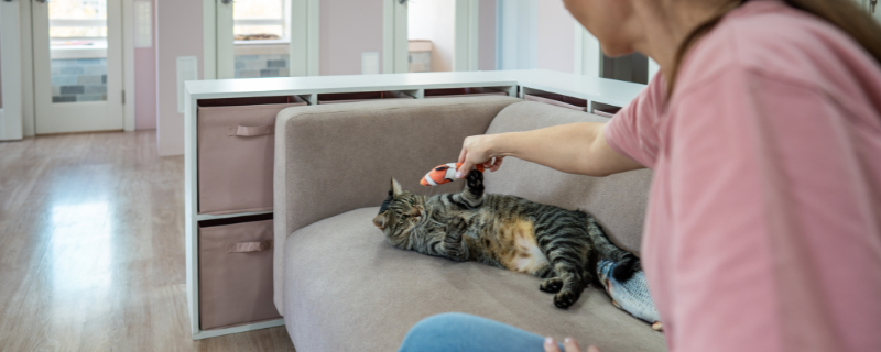 Évolutions possibles du pet sitter