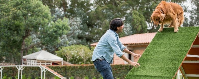 Formation dresseur comportementaliste canin