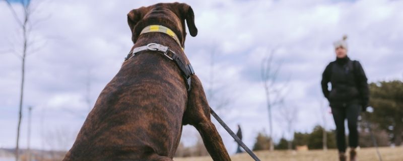 Formation dresseur comportementaliste canin