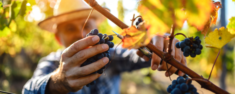 Débouchés après un BTSA Viticulture – œnologie