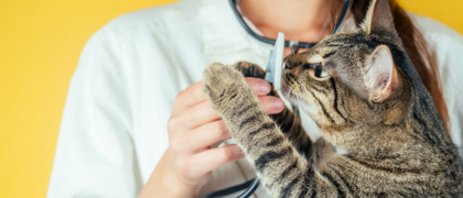 Se reconvertir dans un métier de la santé auprès des animaux